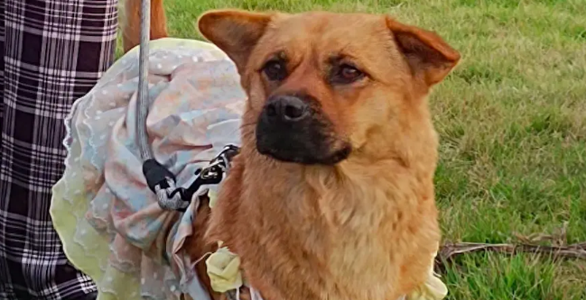 生活在校园的流浪狗，即将被毕业学长收养，大家为它举办派对庆祝