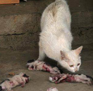 新出生的4只小奶猫被人杀害，猫妈妈的眼神让人落泪！