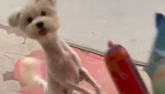 狗狗主动领人进小店，要人给它买食物吃！老板：它已经是惯犯了