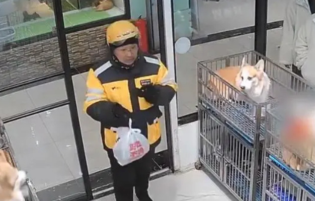 辽宁一小哥送餐到宠物店，狗狗们夹道欢迎，给小哥吓得默默退到店