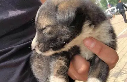 小奶狗被扔在路边，网友抱起来一看，丑萌丑萌的爱上它了