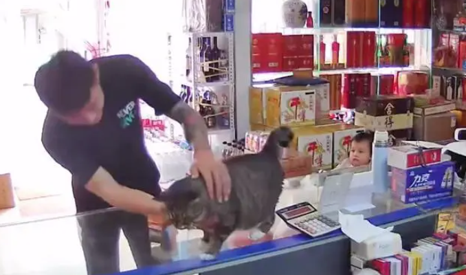 辽宁一男子进店购物，结果被老板养的猫吸引了，撸猫撸得忘了购物