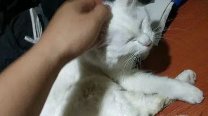 母猫发情带回“上门女婿”,主人一看乐了:这是名猫啊 母猫发情带回“上门女婿”,主人一看乐了:这是名猫啊