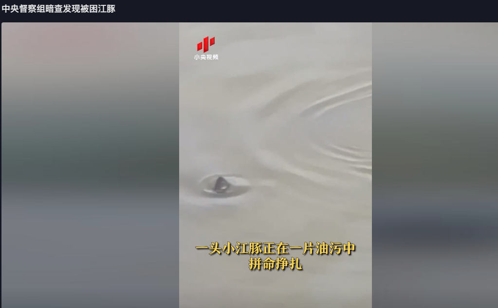 中央督察组暗查发现被困江豚，在油污中拼命挣扎！