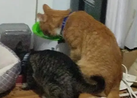 盲眼橘猫救了小流浪猫，小猫长大后留在橘猫身边，当它的“眼睛”