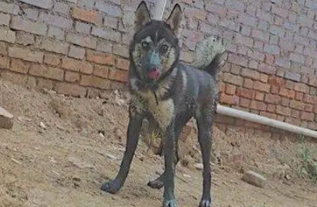 哈士奇不小心掉进粪坑，女主人给它洗澡时都快哭了