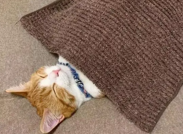 小橘猫躺着睡觉，跟个小孩子似的，主人给小橘猫盖被子