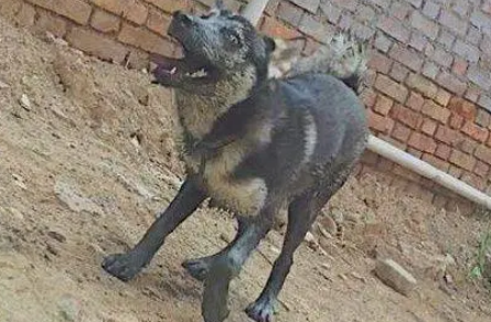 哈士奇不小心掉进粪坑，女主人给它洗澡时都快哭了