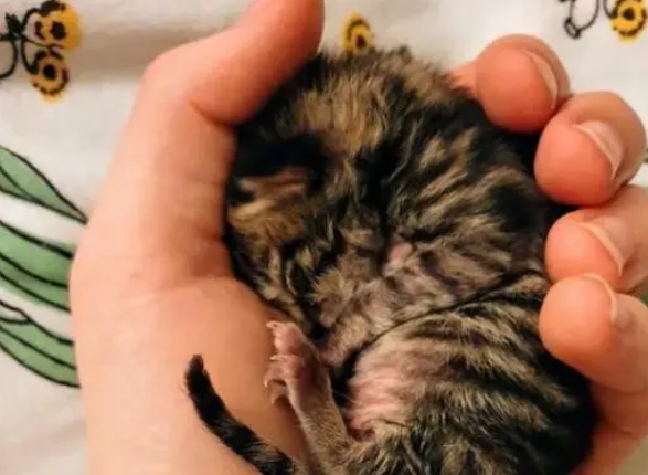 黑猫生的第一窝小猫没活,自己去外面找了一只小猫,把它当孩子养 黑猫生的第一窝小猫没活,自己去外面找了一只小猫,把它当孩子养