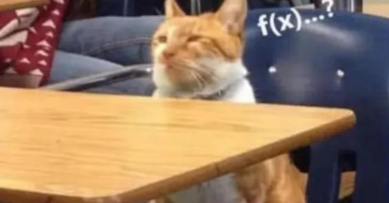 男子带猫咪去上课，没过多久就困得眼泪花花，坚持不住睡着了