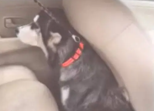 哈士奇坐车时突然特别老实，主人向后一看，直接崩溃