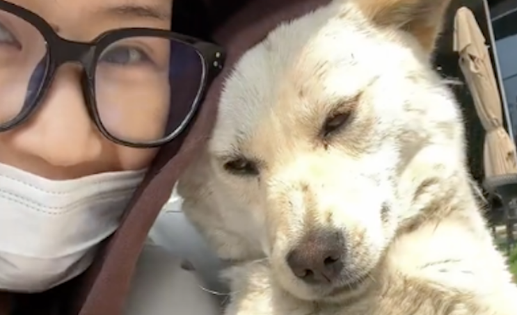 女生3次偶遇主动示好的流浪狗，最终将它直接抱走收养