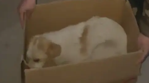 狗狗生病被遗弃,在路边抽搐了3天无人问津,最终被放牛娃救起 狗狗生病被遗弃,在路边抽搐了3天无人问津,最终被放牛娃救起