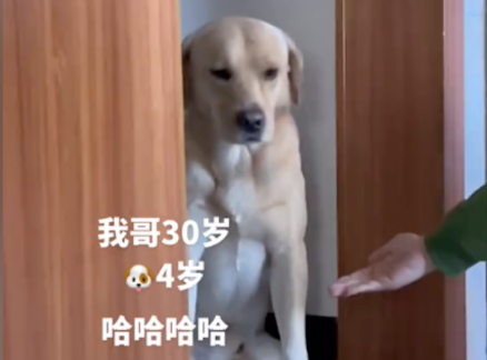 30岁的哥哥去逗4岁的狗狗玩,它很不情愿无语又嫌弃 30岁的哥哥去逗4岁的狗狗玩,它很不情愿无语又嫌弃