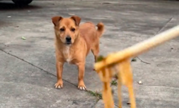 外卖员给狗狗自己的饭吃，结果它却嫌弃没吃！