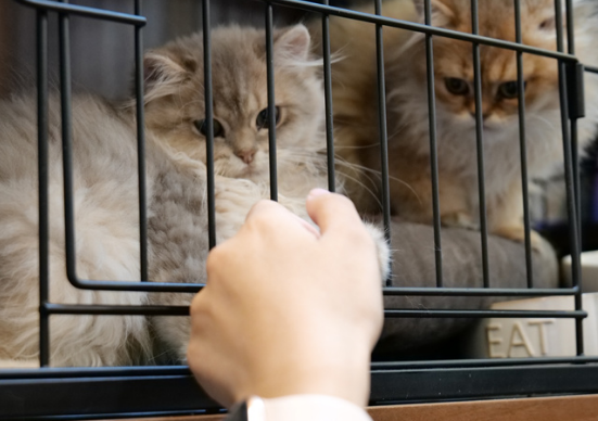 小猫买来一周就死，碰到“星期猫”该怎么办？