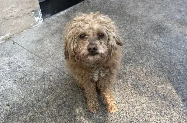 狗狗走失，民警通过宠物芯片找到主人