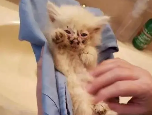 流浪猫被带回家，刚养好身体就正面对上狗狗