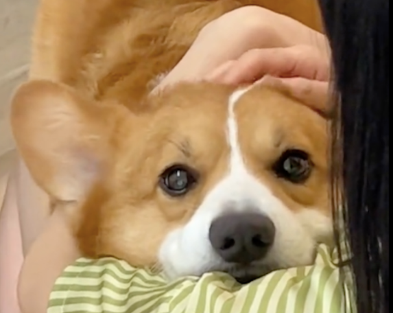 柯基出门是开心的，在外面吵架被爸揪耳朵后超委屈！