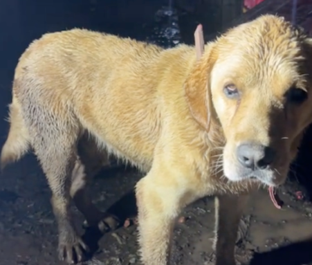 拉布拉多被拴在院子里淋雨，老板娘开价1千2
