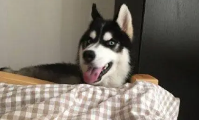 哈士奇叫主人起床时，无意中舔了下主人的脚，表情绝了