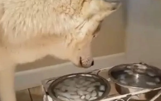 主人想让哈士奇凉快点，准备了冰水，结果它们只吃冰块