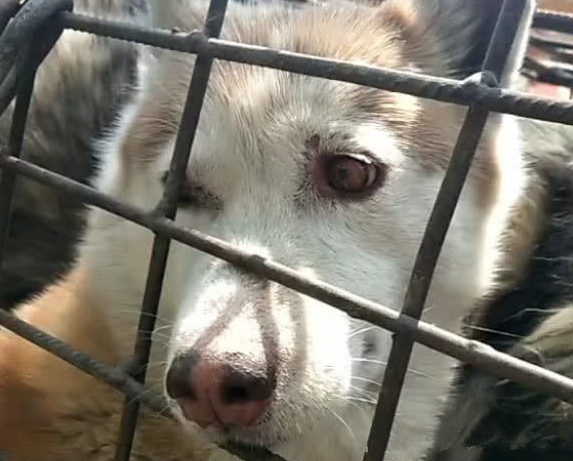 狗肉车里的狗狗们，二哈沉默，金毛流泪，阿拉斯加犬一脸绝望！