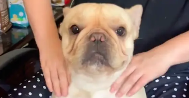 发现小狗脑袋不能动了，仔细一看原来是落枕了！赶紧给它按摩一下