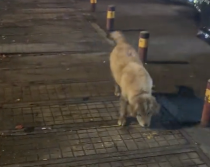 一只脏兮兮的金毛，以为是流浪狗，结果是对面散养的