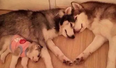 主人教哈士奇和博美动作口令，结果反应绝了