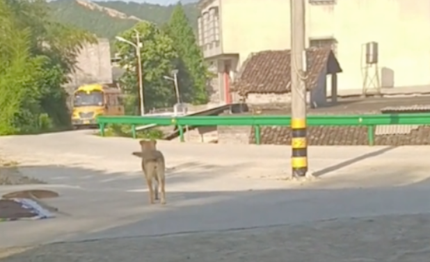 狗狗看到别的校车不动，看到小主人校车就去迎接