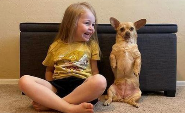 吉娃娃因太懒被抛弃，男子让它好生看家，它却睡懒觉