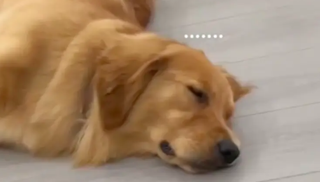 给狗吃完冰激凌它就来大姨妈了，痛经躺在地上不能动，狗：都怪你