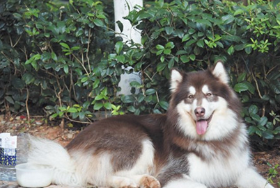 男孩被阿拉斯加犬突袭咬伤 夏季谨防犬只袭击人群