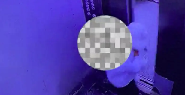 男孩从宠物店偷走狗妈妈，然后从17楼扔下摔死！原因让人无法理解