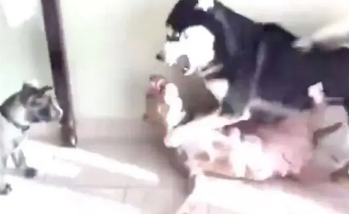 哈士奇与狗狗激战，打不过就亲，表情绝了