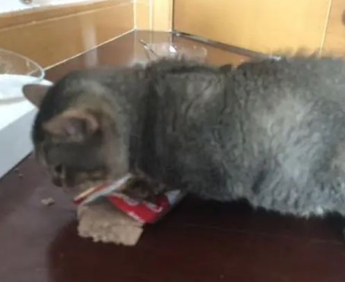猫咪偷吃罐罐，还会自己“挤”包装袋：一点都不能浪费