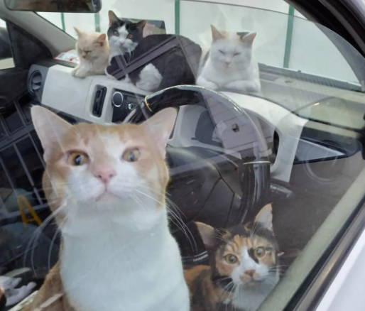 偶遇一台车内塞10只猫咪，志工担心虐猫急寻主人！
