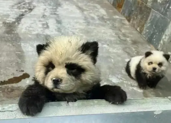 “两只熊猫怎么狗里狗气的”，园方回应