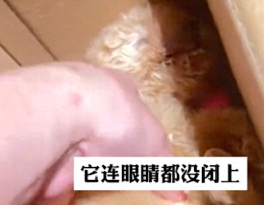 带狗去海底捞吃饭，狗被工作人员带去房间，疑似没开空调热死