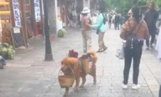 金毛背筐在街道穿梭卖花，5元一支自由选花！连狗都自食其力了吗