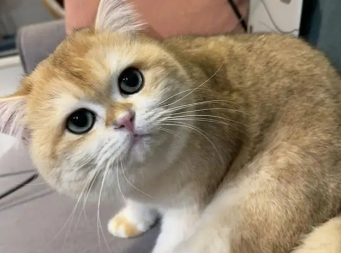 四川最牛批的猫咪，它把家炸了，成功把自己的身价提升到10万！