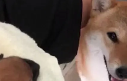 医生诊断柴犬没怀孕，可半夜就生出了狗崽