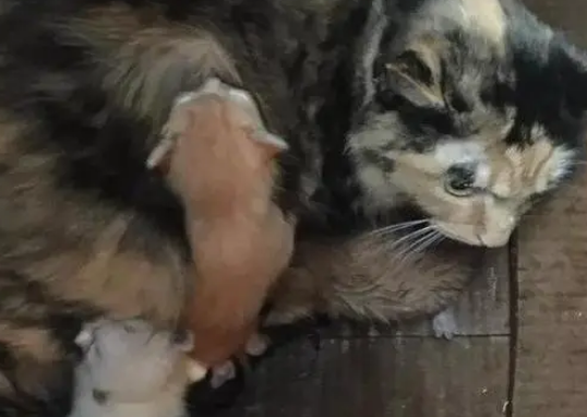 雨天发现纸箱，打开是一窝猫咪，被女子收养