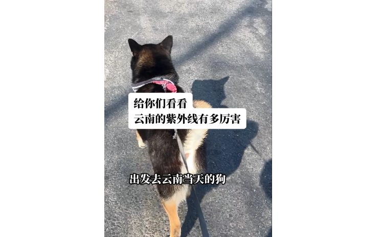 小狗去云南旅游每天晒太阳,结果紫外线太强,“菊花”竟然晒黑了… 小狗去云南旅游每天晒太阳,结果紫外线太强,“菊花”竟然晒黑了…