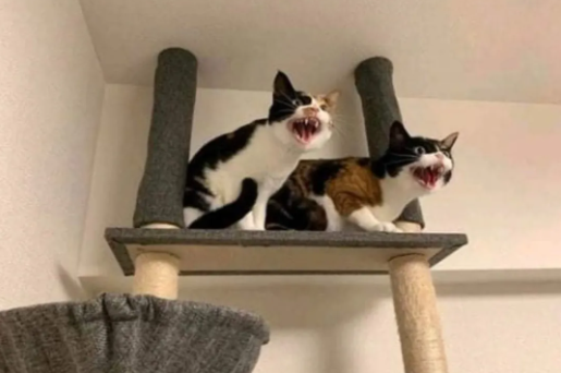 仙气猫咪见1物品秒丢偶像包袱，瞬间化身喵斯拉！