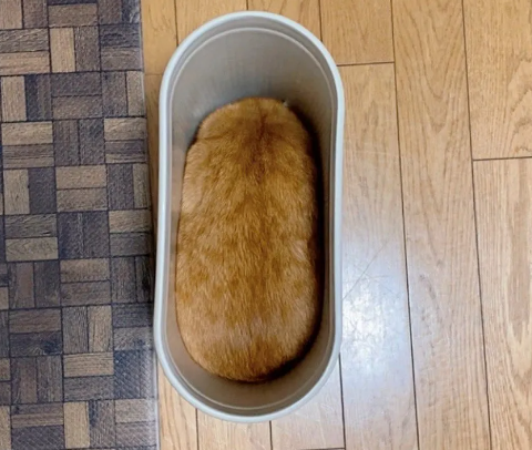 以为猫丢了，网友急到崩溃，结果...