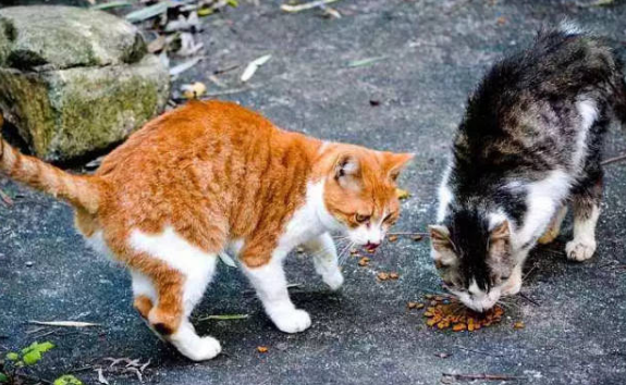 投喂流浪猫被判赔24万，“不私自投喂”应成社会共识