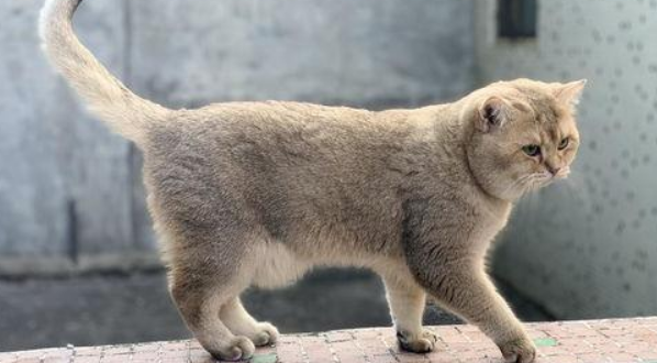 将猫寄养在宠物店，没几天就被老板电话索赔