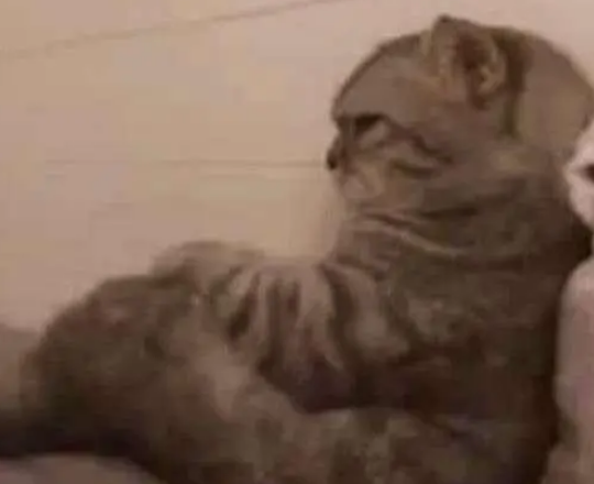 猫咪做错事，被主人拍了一巴掌，瞬间怒了